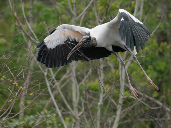 Wood stork (Mycteria americana)